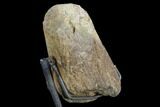 Triceratops Brow Horn Tip - Wyoming #123517-4